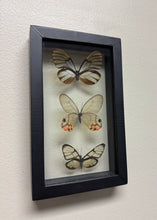 Load image into Gallery viewer, One of a Kind 3 Count Butterfly Frame
