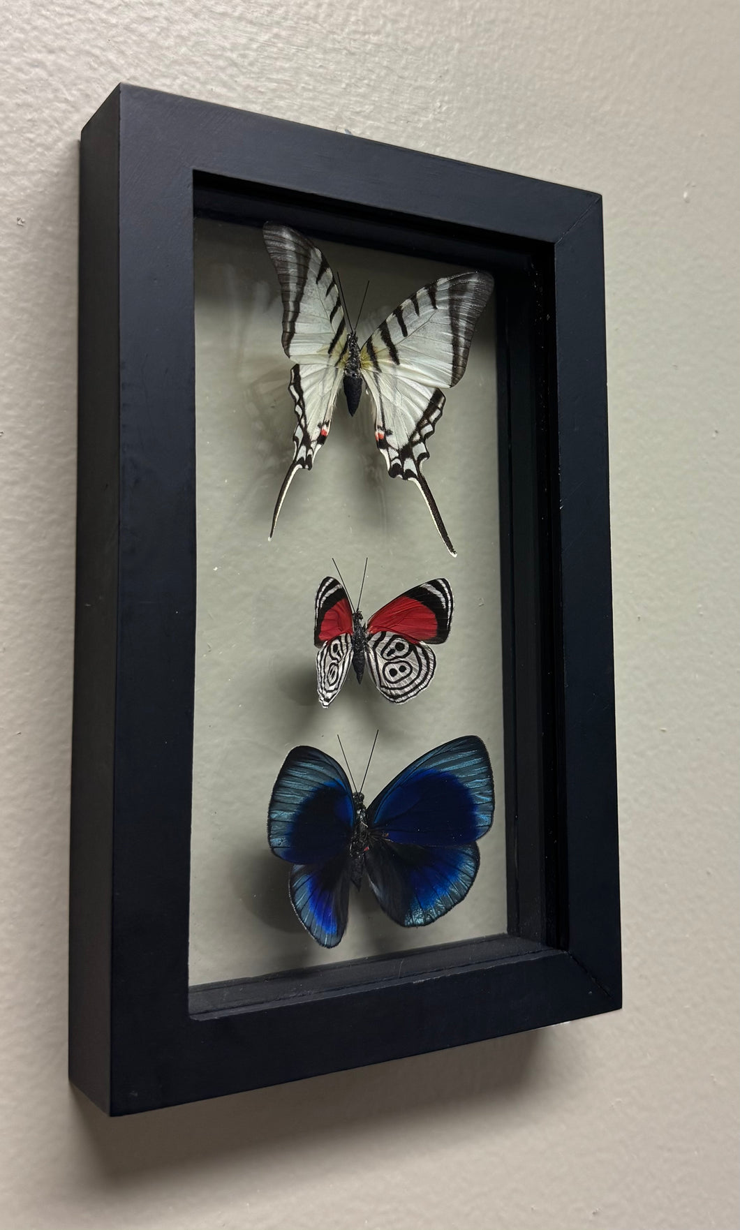 One of a Kind 3 Count Butterfly Frame