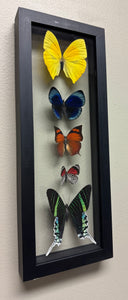 One of a Kind 5 Count Butterfly Frame