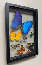 Load image into Gallery viewer, One of a Kind 7 Count Butterfly Frame
