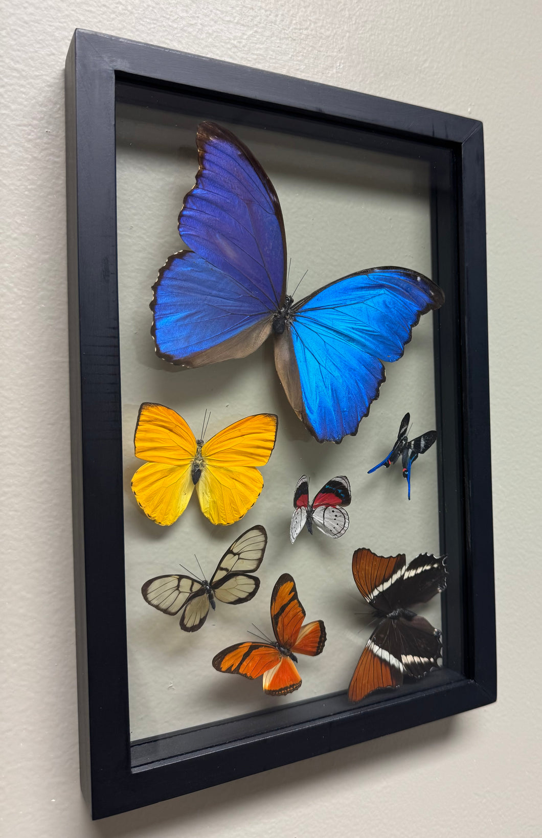 One of a Kind 7 Count Butterfly Frame
