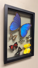 Load image into Gallery viewer, One of a Kind 7 Count Butterfly Frame
