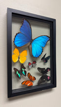 Load image into Gallery viewer, One of a Kind 7 Count Butterfly Frame
