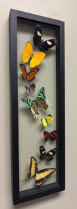 One of a Kind 9 Count Butterfly Frame