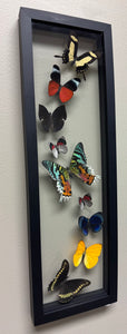 One of a Kind 9 Count Butterfly Frame