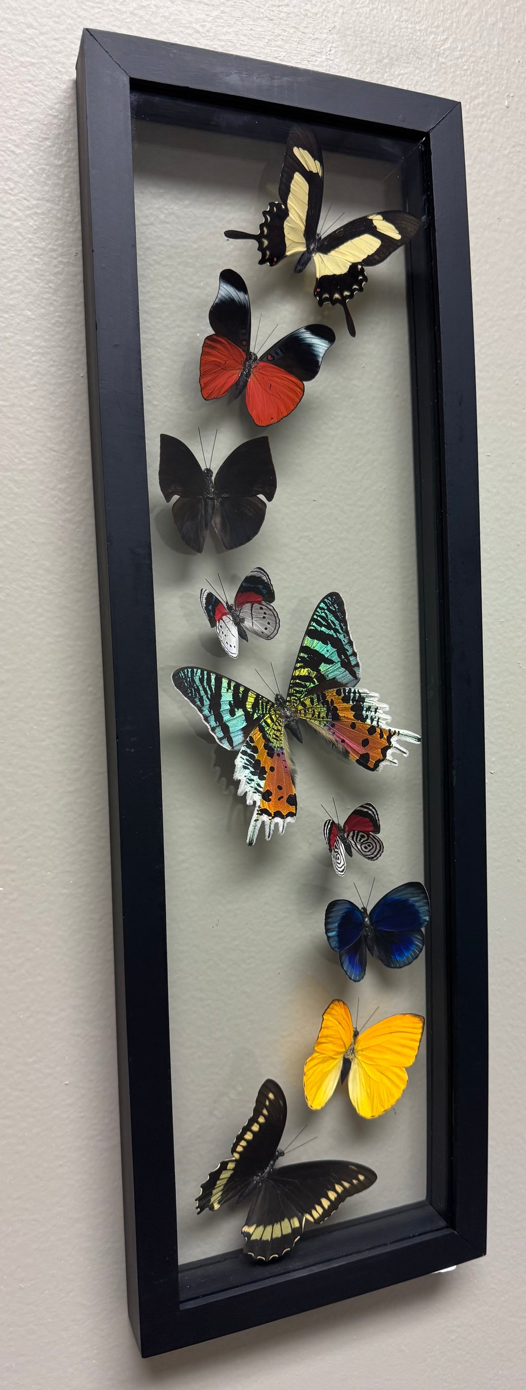 One of a Kind 9 Count Butterfly Frame