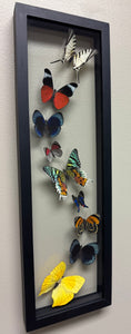 One of a Kind 9 Count Butterfly Frame