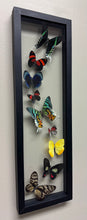 Load image into Gallery viewer, One of a Kind 9 Count Butterfly Frame
