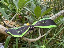 Load image into Gallery viewer, Birdie the Birdwing Butterfly Plush
