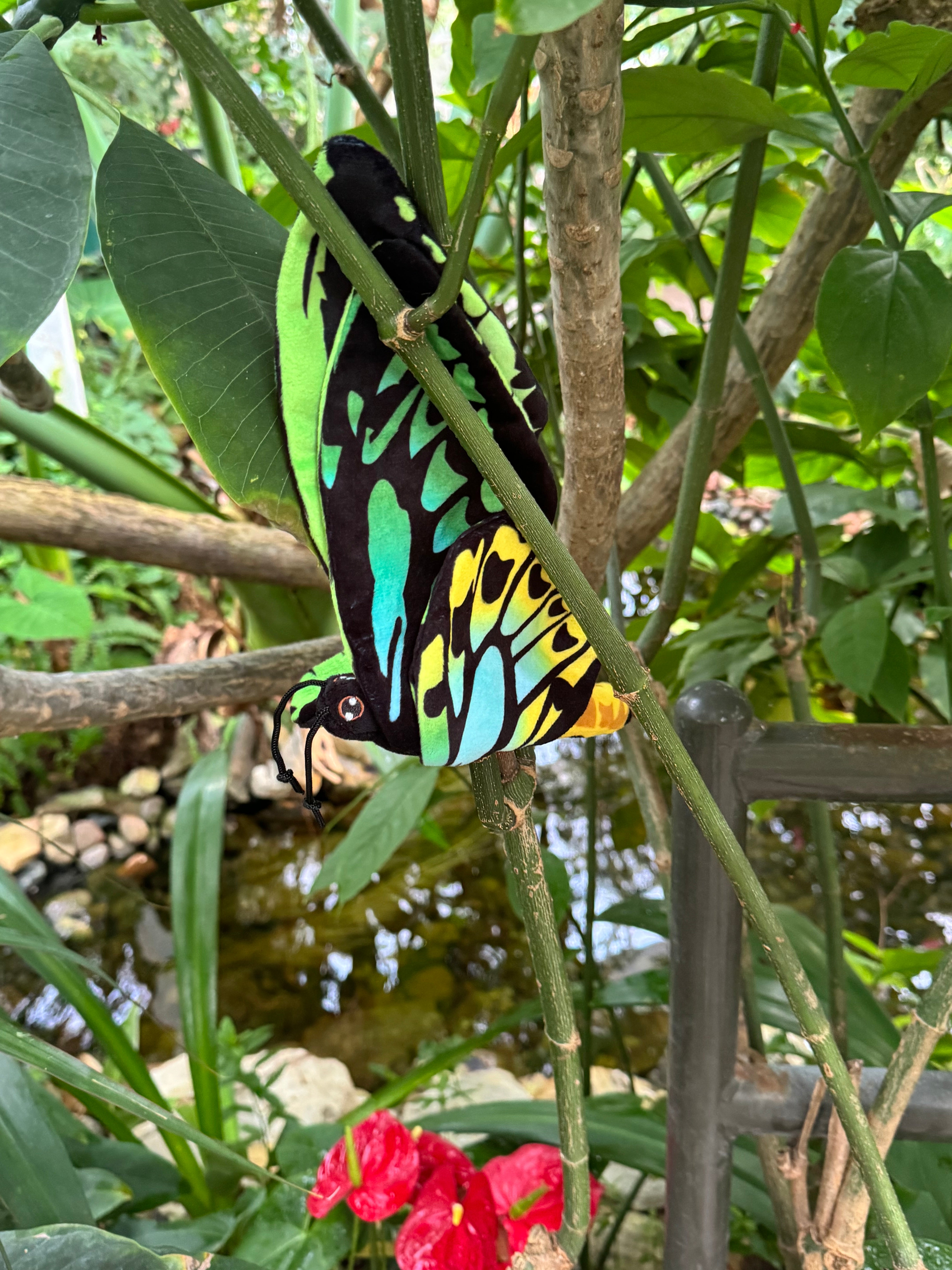 蝶の樹　Butterfly Tree #004 Birdie the Birdwing Butterfly Plush – Butterfly Pavilion