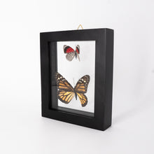 Load image into Gallery viewer, Two Butterflies Framed Specimen
