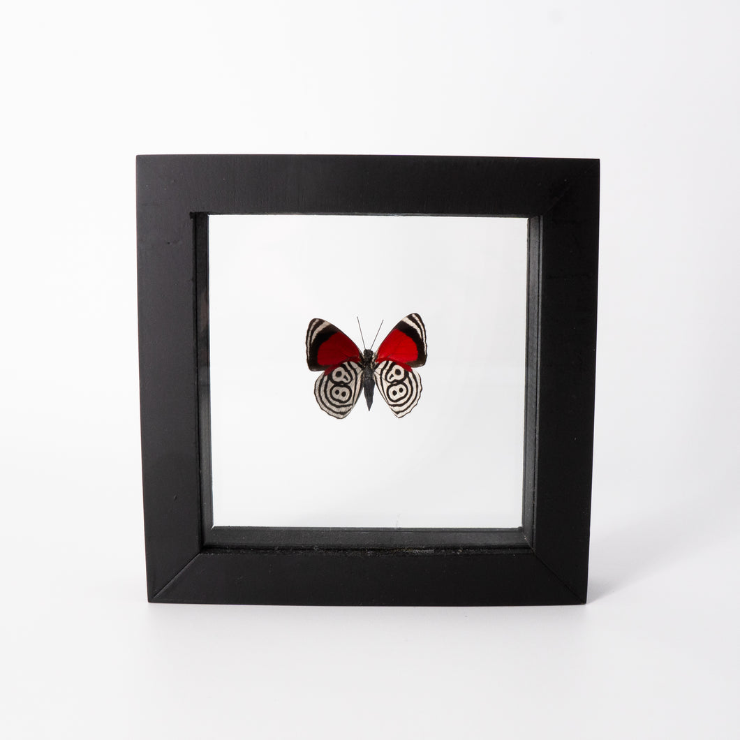 Small Butterfly Frame