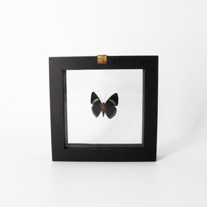Small Butterfly Frame