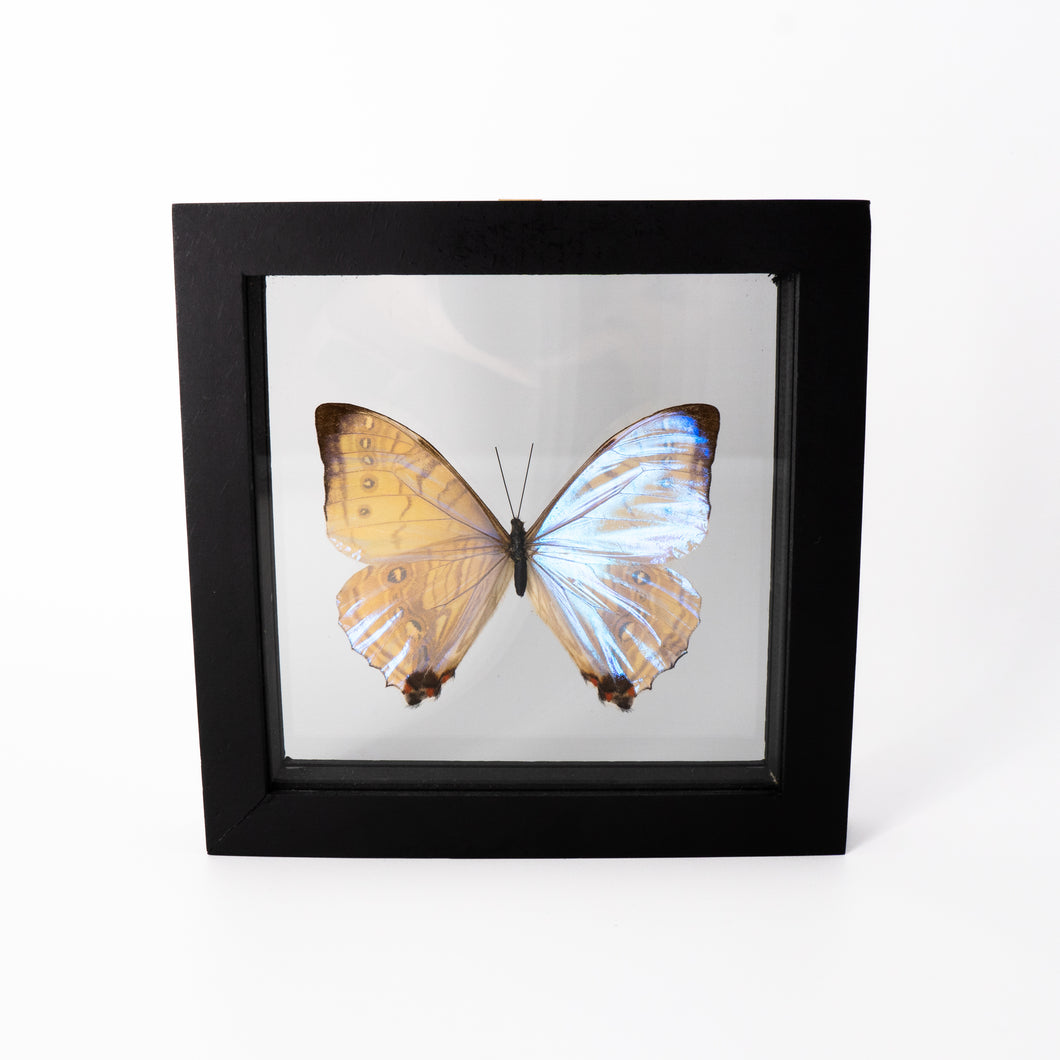Morpho sulkowskyi Framed Butterfly