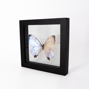 Morpho sulkowskyi Framed Butterfly