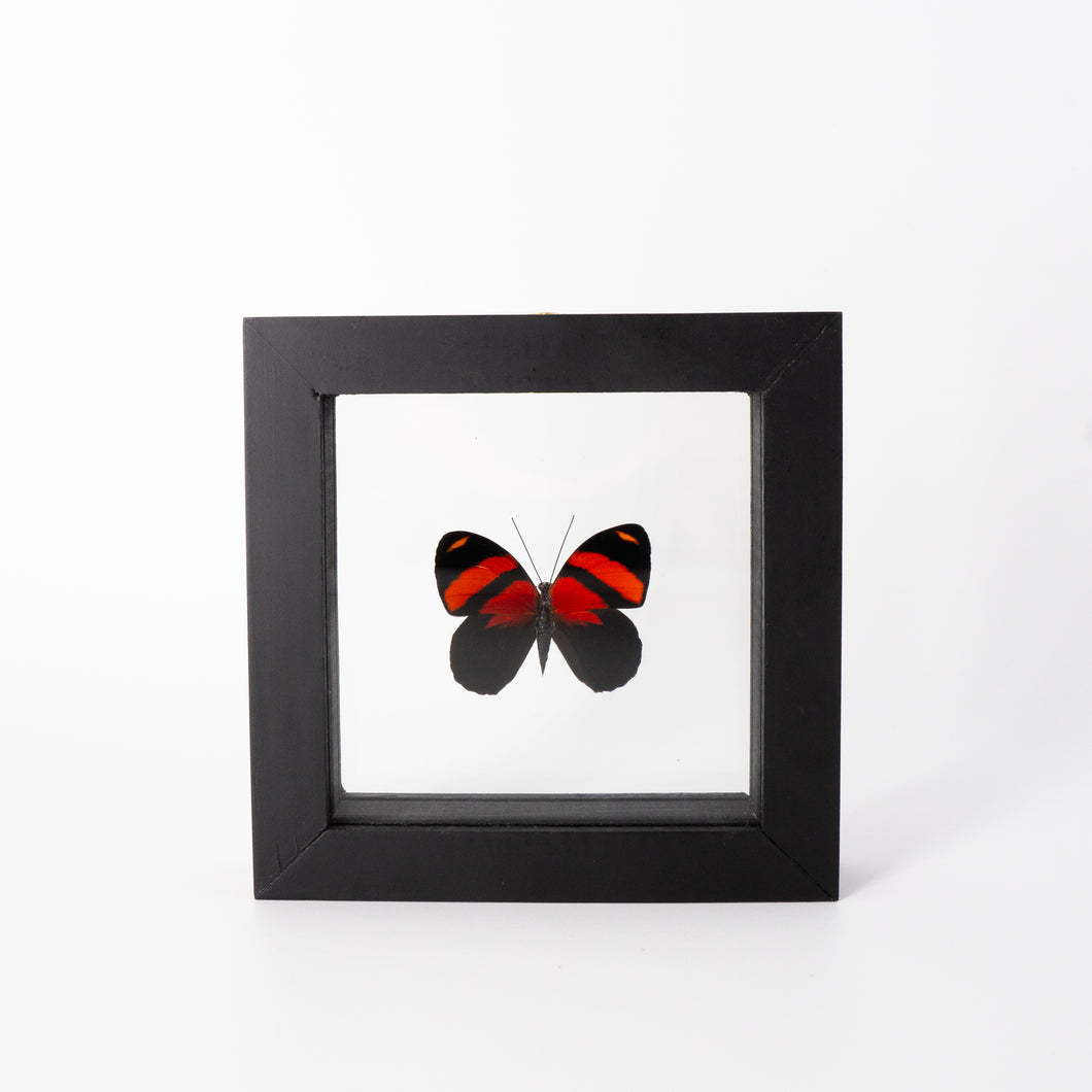 Small Butterfly Frame