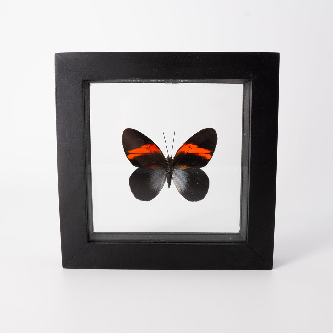 Small Butterfly Frame