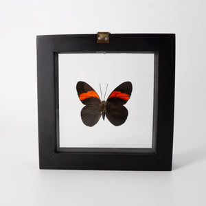 Small Butterfly Frame