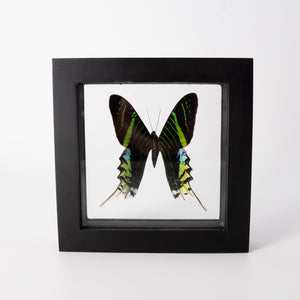 Single Medium Framed Butterfly