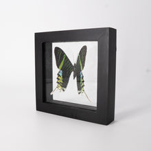 Load image into Gallery viewer, Single Medium Framed Butterfly
