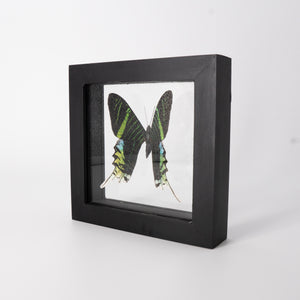 Single Medium Framed Butterfly