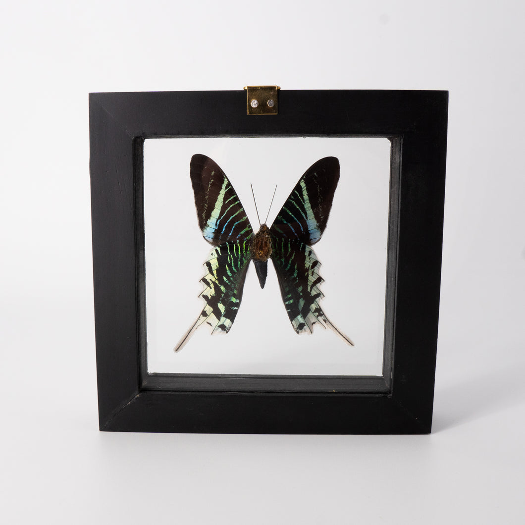 Single Medium Framed Butterfly