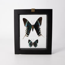 Load image into Gallery viewer, Two Butterflies Framed Specimen
