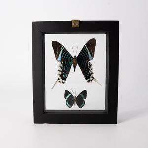 Two Butterflies Framed Specimen
