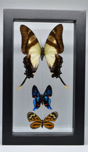 Load image into Gallery viewer, One of a Kind 3 Count Butterfly Frame
