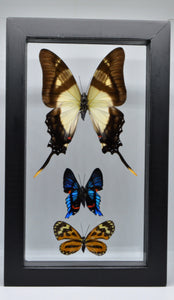 One of a Kind 3 Count Butterfly Frame