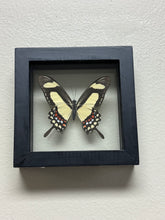 Load image into Gallery viewer, Small Butterfly Frame
