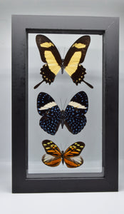 One of a Kind 3 Count Butterfly Frame