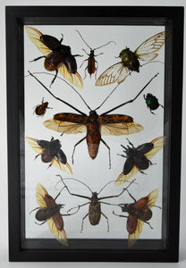 11 Insect Framed Specimen