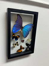 Load image into Gallery viewer, One of a Kind 7 Count Butterfly Frame
