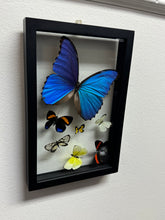 Load image into Gallery viewer, One of a Kind 7 Count Butterfly Frame
