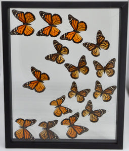 One of a Kind 15 Count Monarch Butterfly Frame