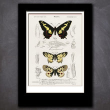 Load image into Gallery viewer, Scientific Invertebrate Prints
