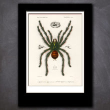 Load image into Gallery viewer, Scientific Invertebrate Prints
