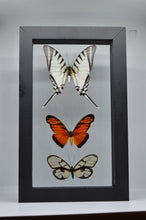 Load image into Gallery viewer, One of a Kind 3 Count Butterfly Frame
