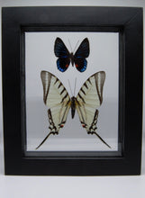 Load image into Gallery viewer, One of a Kind 2 Count Butterfly Framed Specimen
