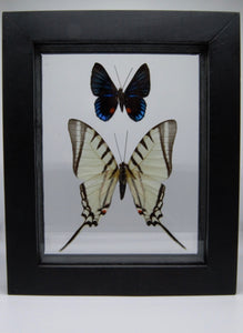 One of a Kind 2 Count Butterfly Framed Specimen