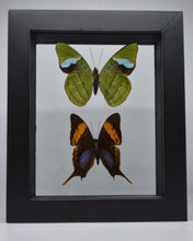 Load image into Gallery viewer, One of a Kind 2 Count Butterfly Framed Specimen
