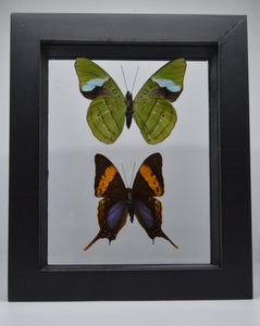 One of a Kind 2 Count Butterfly Framed Specimen