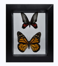 Load image into Gallery viewer, One of a Kind 2 Count Butterfly Framed Specimen
