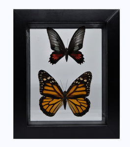 One of a Kind 2 Count Butterfly Framed Specimen