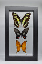 Load image into Gallery viewer, One of a Kind 3 Count Butterfly Frame
