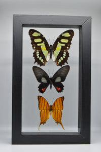 One of a Kind 3 Count Butterfly Frame