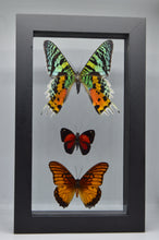 Load image into Gallery viewer, One of a Kind 3 Count Butterfly Frame
