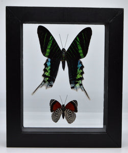 One of a Kind 2 Count Butterfly Framed Specimen