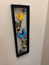 Load image into Gallery viewer, One of a Kind 9 Count Butterfly Frame
